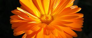 Preview wallpaper calendula, flower, macro, bright