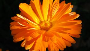 Preview wallpaper calendula, flower, macro, bright