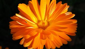 Preview wallpaper calendula, flower, macro, bright