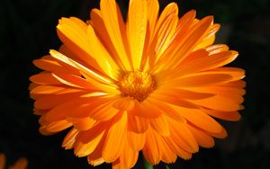 Preview wallpaper calendula, flower, macro, bright