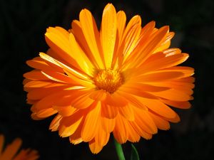 Preview wallpaper calendula, flower, macro, bright