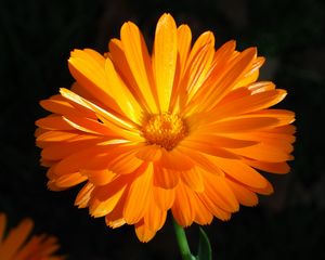 Preview wallpaper calendula, flower, macro, bright