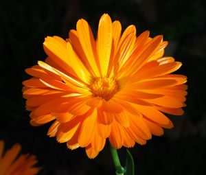 Preview wallpaper calendula, flower, macro, bright