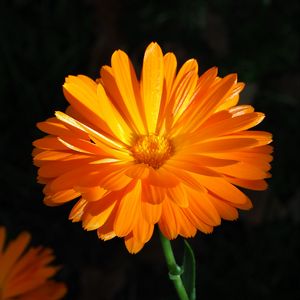 Preview wallpaper calendula, flower, macro, bright