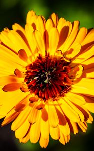 Preview wallpaper calendula, flower, petals, macro, yellow, plant