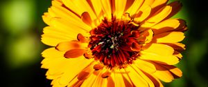 Preview wallpaper calendula, flower, petals, macro, yellow, plant