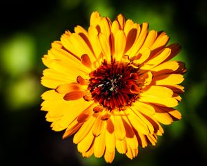 Preview wallpaper calendula, flower, petals, macro, yellow, plant