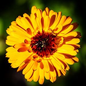 Preview wallpaper calendula, flower, petals, macro, yellow, plant