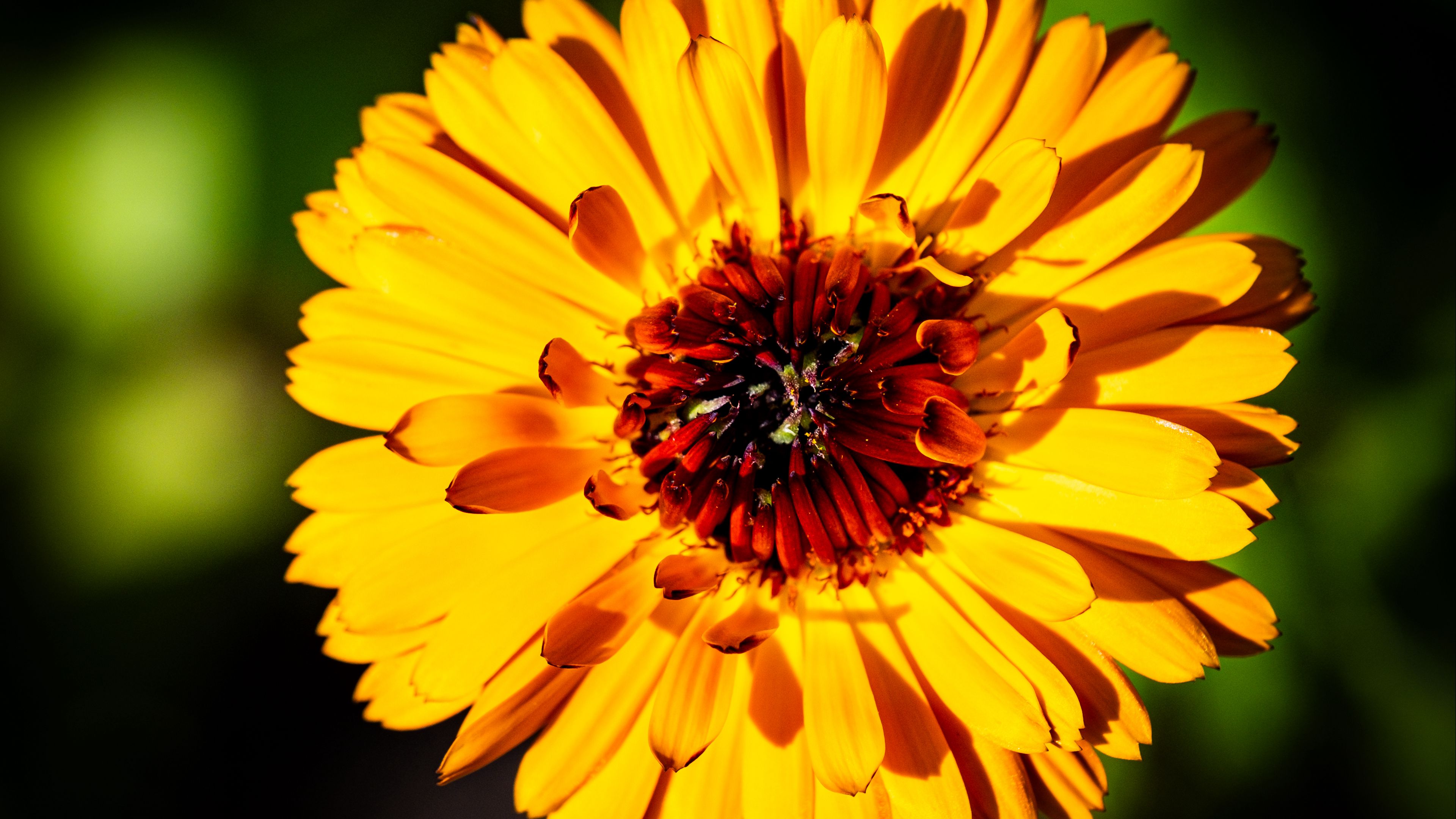 Download wallpaper flowers, yellow, background, calendula, section flowers  in resolution 5965x3982