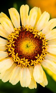 Preview wallpaper calendula, flower, petals, macro, blur