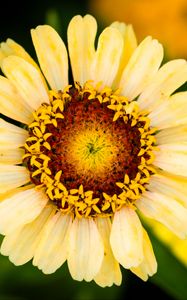 Preview wallpaper calendula, flower, petals, macro, blur