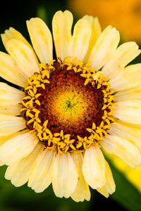 Preview wallpaper calendula, flower, petals, macro, blur