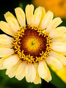 Preview wallpaper calendula, flower, petals, macro, blur