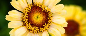 Preview wallpaper calendula, flower, petals, macro, blur