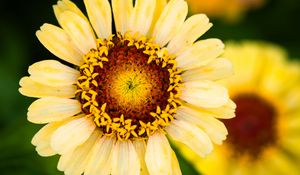 Preview wallpaper calendula, flower, petals, macro, blur