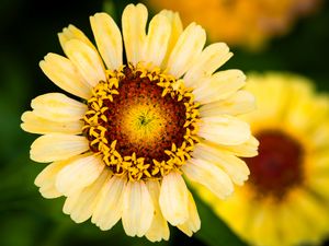 Preview wallpaper calendula, flower, petals, macro, blur