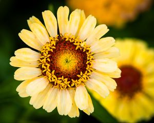 Preview wallpaper calendula, flower, petals, macro, blur