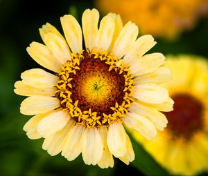 Preview wallpaper calendula, flower, petals, macro, blur