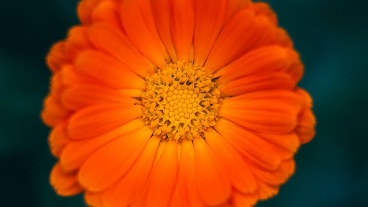 Wallpaper calendula, flower, petals, macro