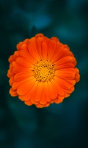 Preview wallpaper calendula, flower, petals, macro