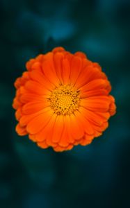 Preview wallpaper calendula, flower, petals, macro