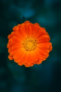 Preview wallpaper calendula, flower, petals, macro