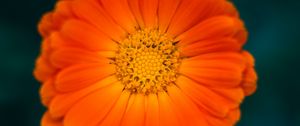 Preview wallpaper calendula, flower, petals, macro