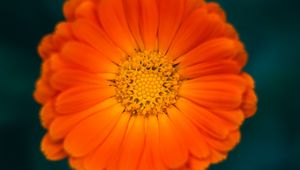 Preview wallpaper calendula, flower, petals, macro