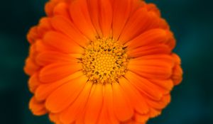 Preview wallpaper calendula, flower, petals, macro