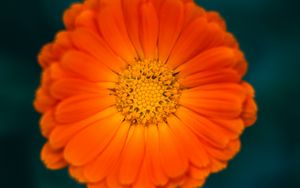 Preview wallpaper calendula, flower, petals, macro