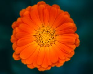 Preview wallpaper calendula, flower, petals, macro
