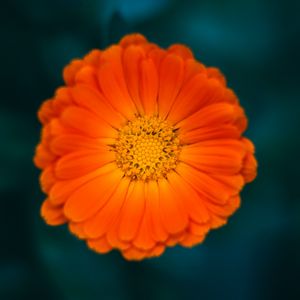 Preview wallpaper calendula, flower, petals, macro