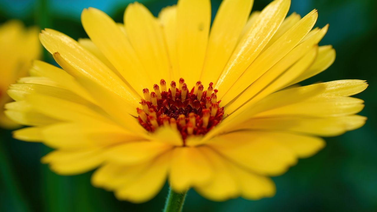 Wallpaper calendula, flower, petals, macro, yellow