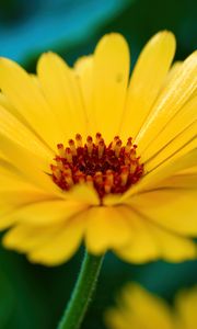 Preview wallpaper calendula, flower, petals, macro, yellow