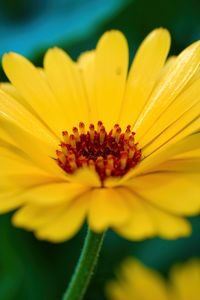 Preview wallpaper calendula, flower, petals, macro, yellow