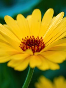 Preview wallpaper calendula, flower, petals, macro, yellow