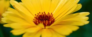 Preview wallpaper calendula, flower, petals, macro, yellow