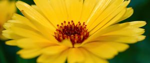 Preview wallpaper calendula, flower, petals, macro, yellow