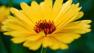 Preview wallpaper calendula, flower, petals, macro, yellow