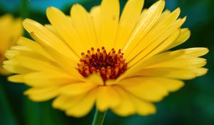 Preview wallpaper calendula, flower, petals, macro, yellow