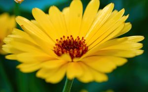 Preview wallpaper calendula, flower, petals, macro, yellow