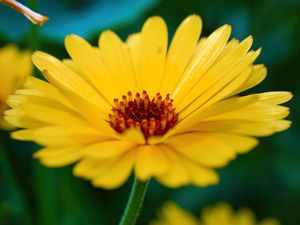 Preview wallpaper calendula, flower, petals, macro, yellow