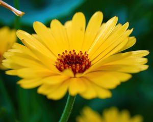 Preview wallpaper calendula, flower, petals, macro, yellow