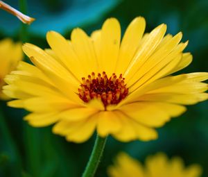 Preview wallpaper calendula, flower, petals, macro, yellow