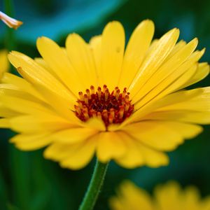 Preview wallpaper calendula, flower, petals, macro, yellow