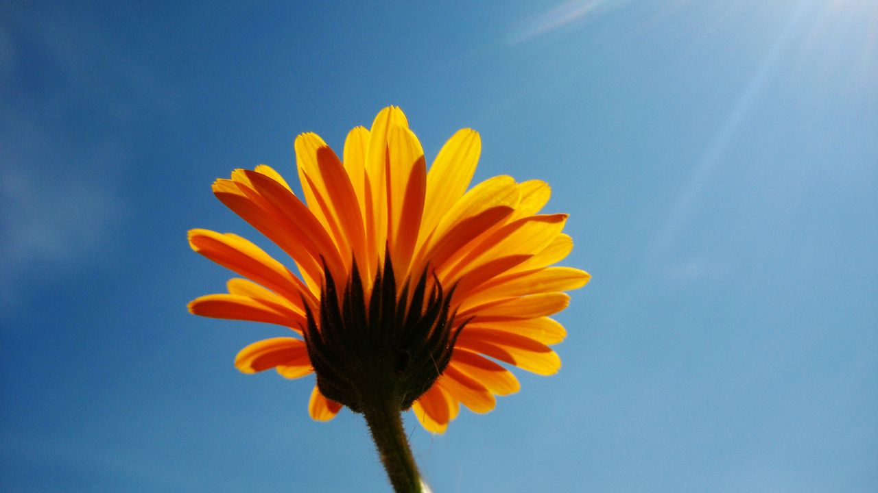 Wallpaper calendula, flower, sky, rays, clearly, mood