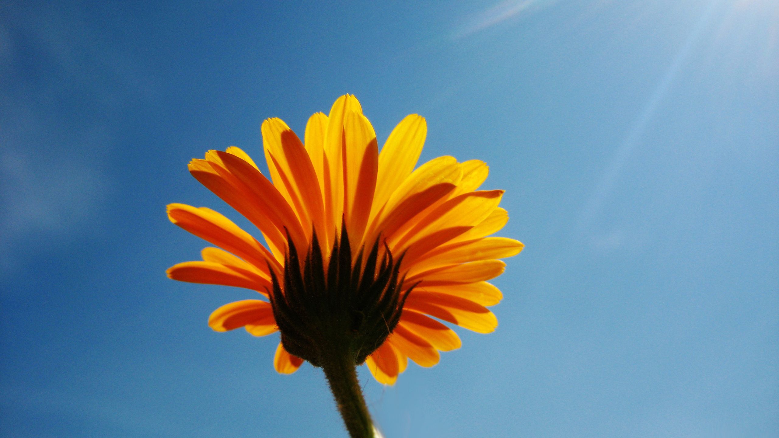 Download wallpaper 2560x1440 calendula, flower, sky, rays, clearly