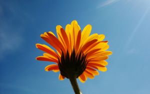 Preview wallpaper calendula, flower, sky, rays, clearly, mood