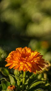 Preview wallpaper calendula, flower, yellow, blur