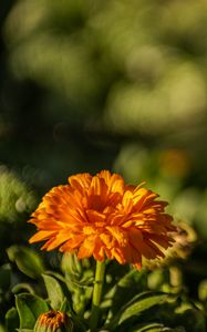 Preview wallpaper calendula, flower, yellow, blur